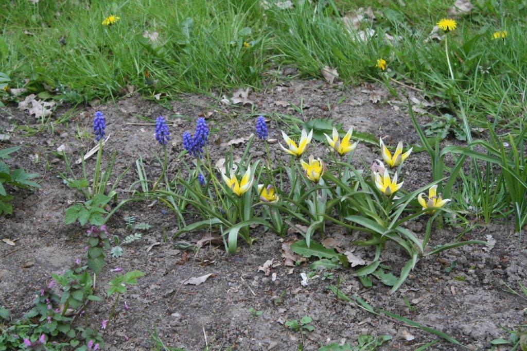Blume im Clubgarten
