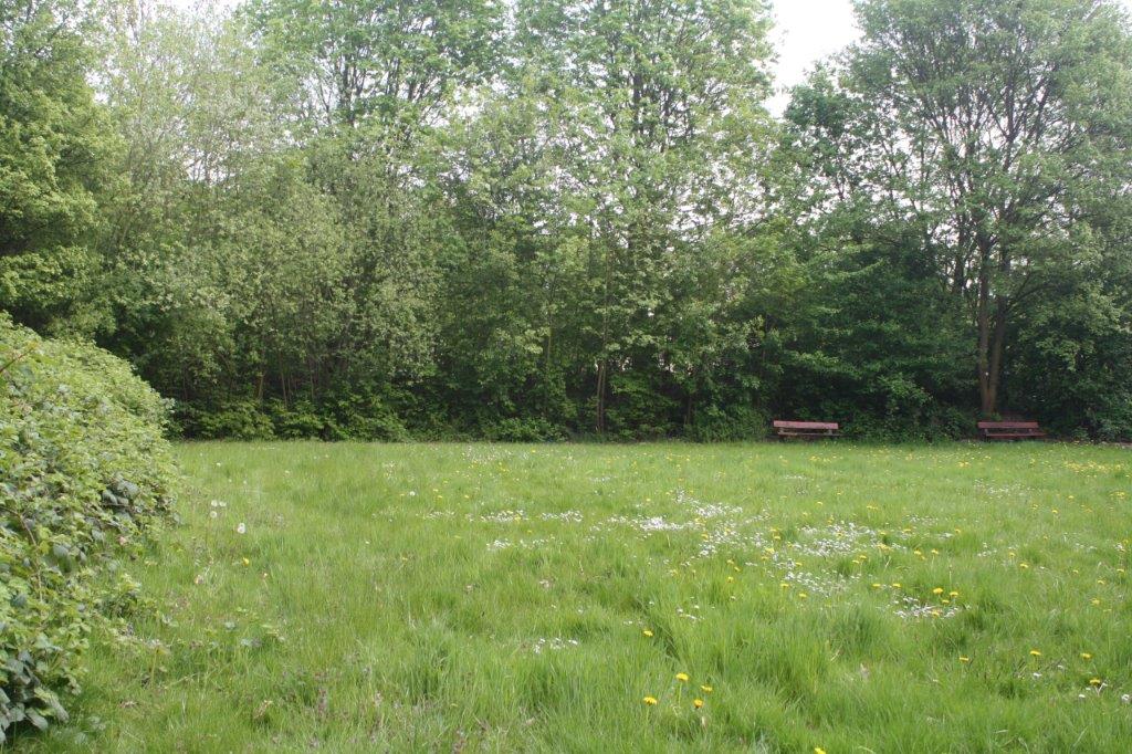 Unsere Clubwiese mit Bäumen und Bänken im Hintergrund